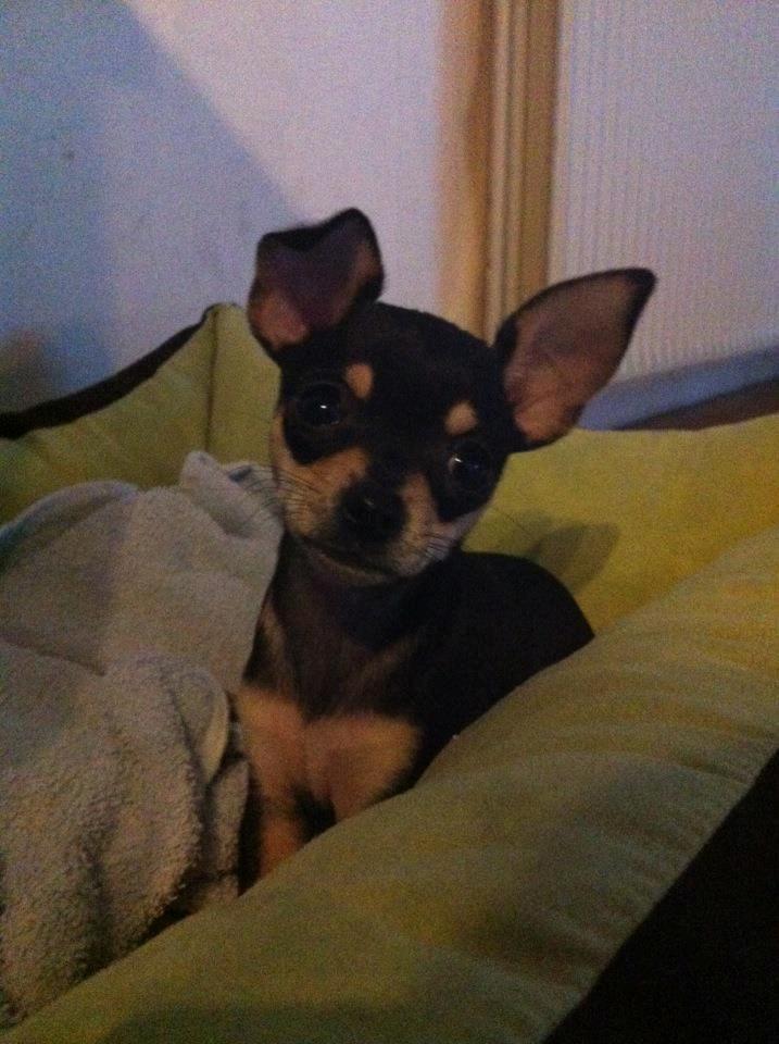 Chihuahua Tino billede 23