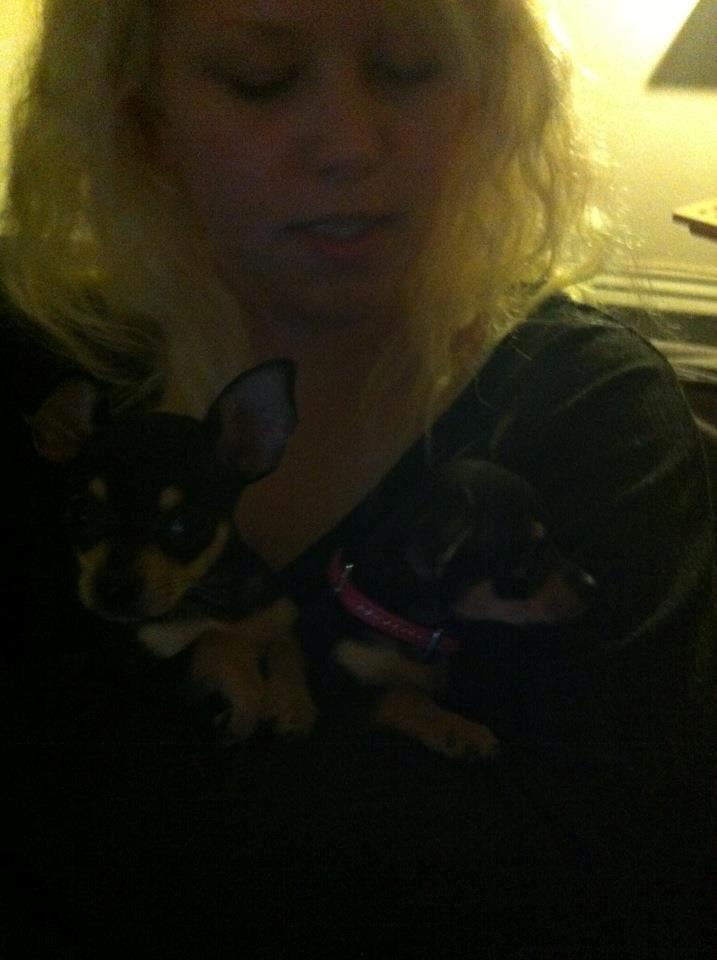 Chihuahua Tino billede 24