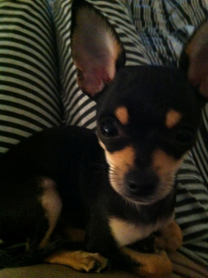 Chihuahua Tino billede 25