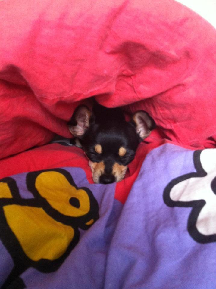 Chihuahua Tino billede 26