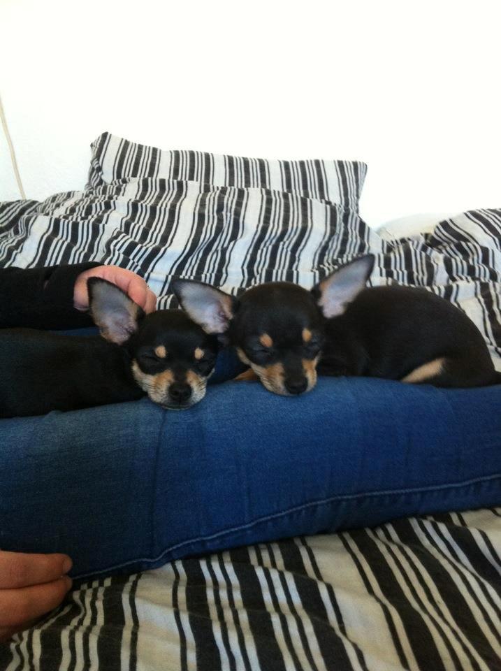 Chihuahua Tino billede 29