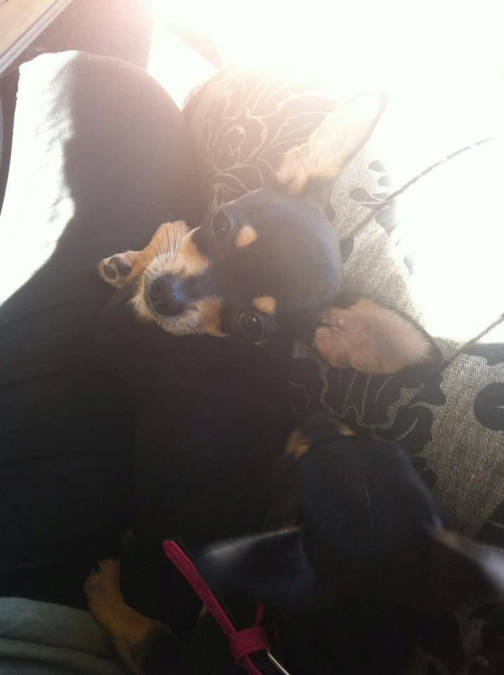 Chihuahua Tino billede 31