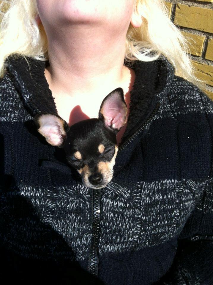 Chihuahua Tino billede 33