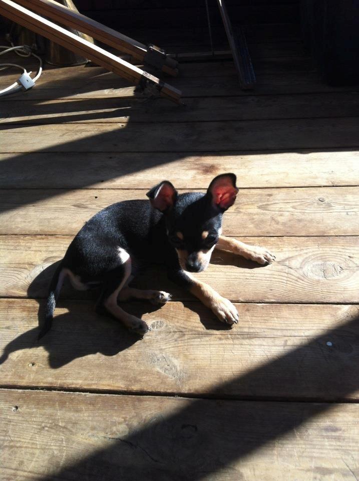 Chihuahua Tino billede 36