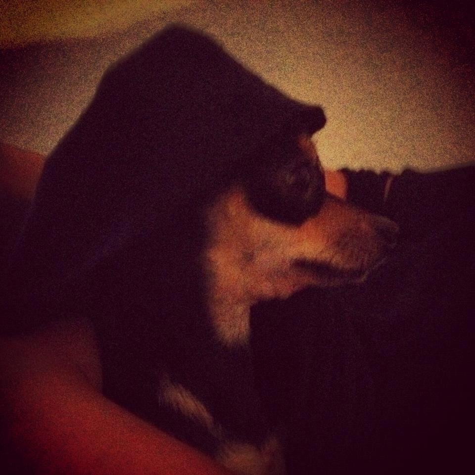 Chihuahua Tino billede 41