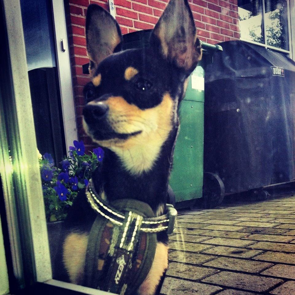 Chihuahua Tino billede 47