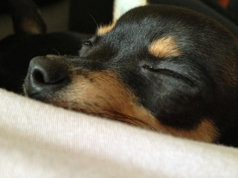 Chihuahua Tino billede 27