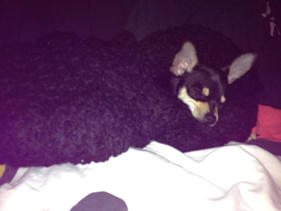 Chihuahua Tino billede 28