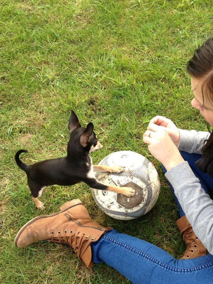 Chihuahua Tino billede 30