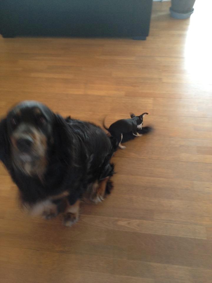 Chihuahua Tino billede 34