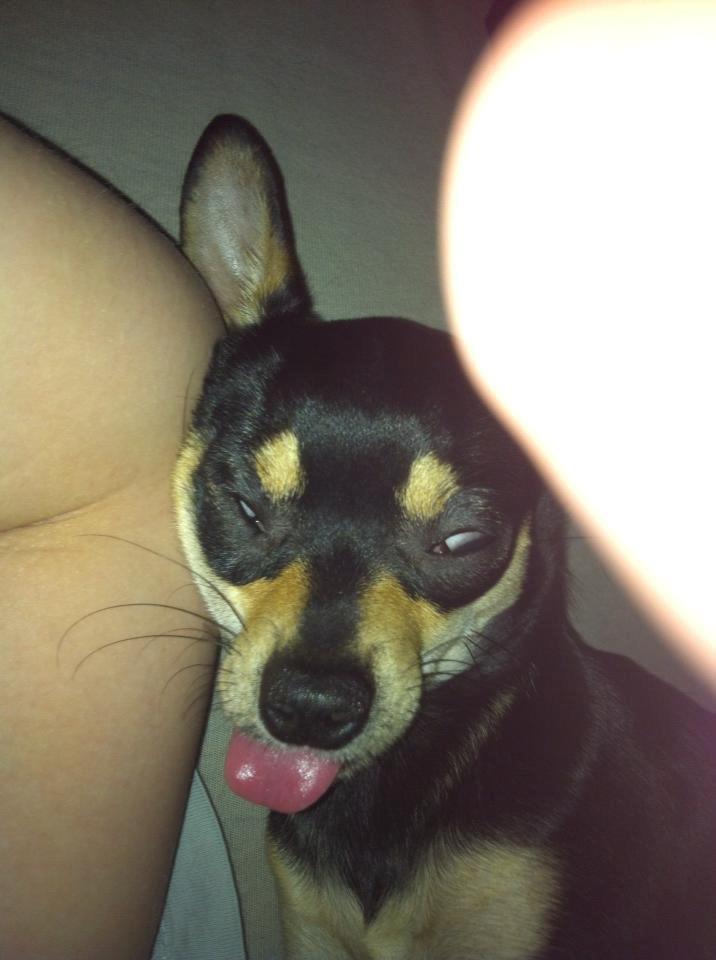 Chihuahua Tino billede 35