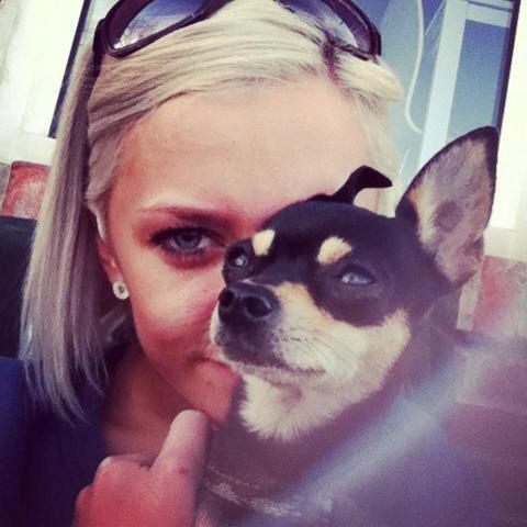 Chihuahua Tino billede 37