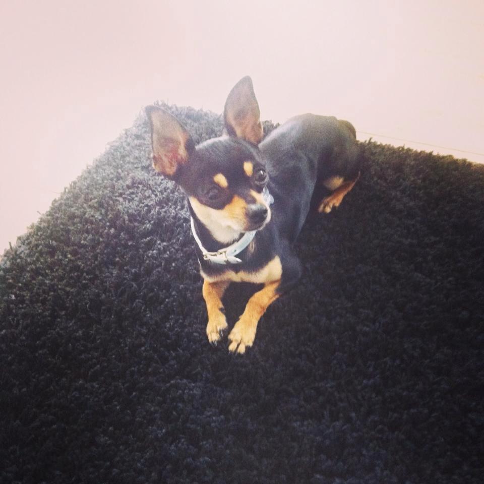 Chihuahua Tino billede 1