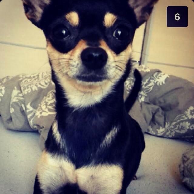 Chihuahua Tino billede 43