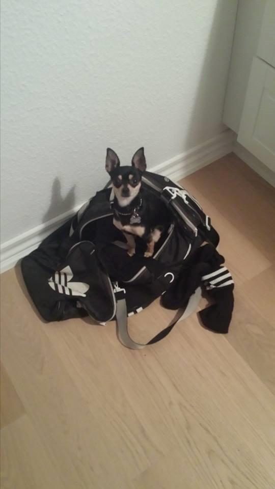 Chihuahua Tino - Far må ikke tage afsted til boksning. Tino vil i hvertfaldt med så! billede 44