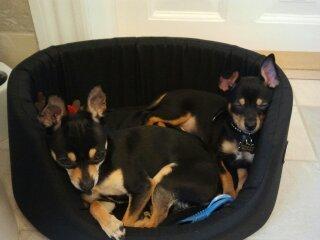 Blanding af racer Balou. billede 5