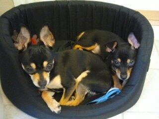 Blanding af racer Balou. billede 6