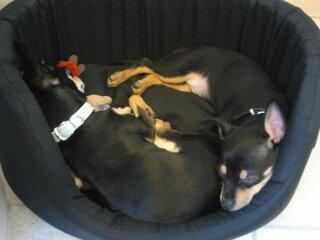 Blanding af racer Balou. billede 7