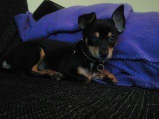 Blanding af racer Balou. billede 3