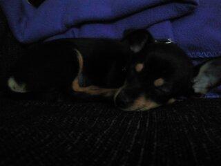 Blanding af racer Balou. billede 2