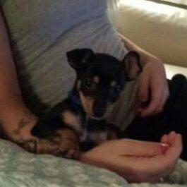 Blanding af racer Balou. billede 8