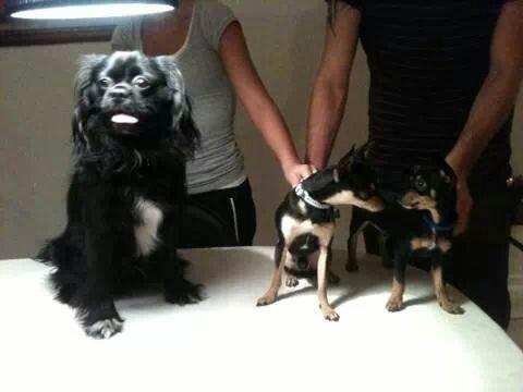 Blanding af racer Balou. billede 9