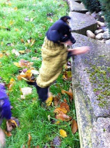 Blanding af racer Balou. billede 10