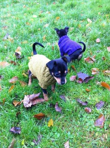 Blanding af racer Balou. billede 11