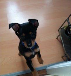 Blanding af racer Balou. - Et billede vi fik af Balou inden vi fik ham, sjovt at tænke på han har været så lille! billede 1