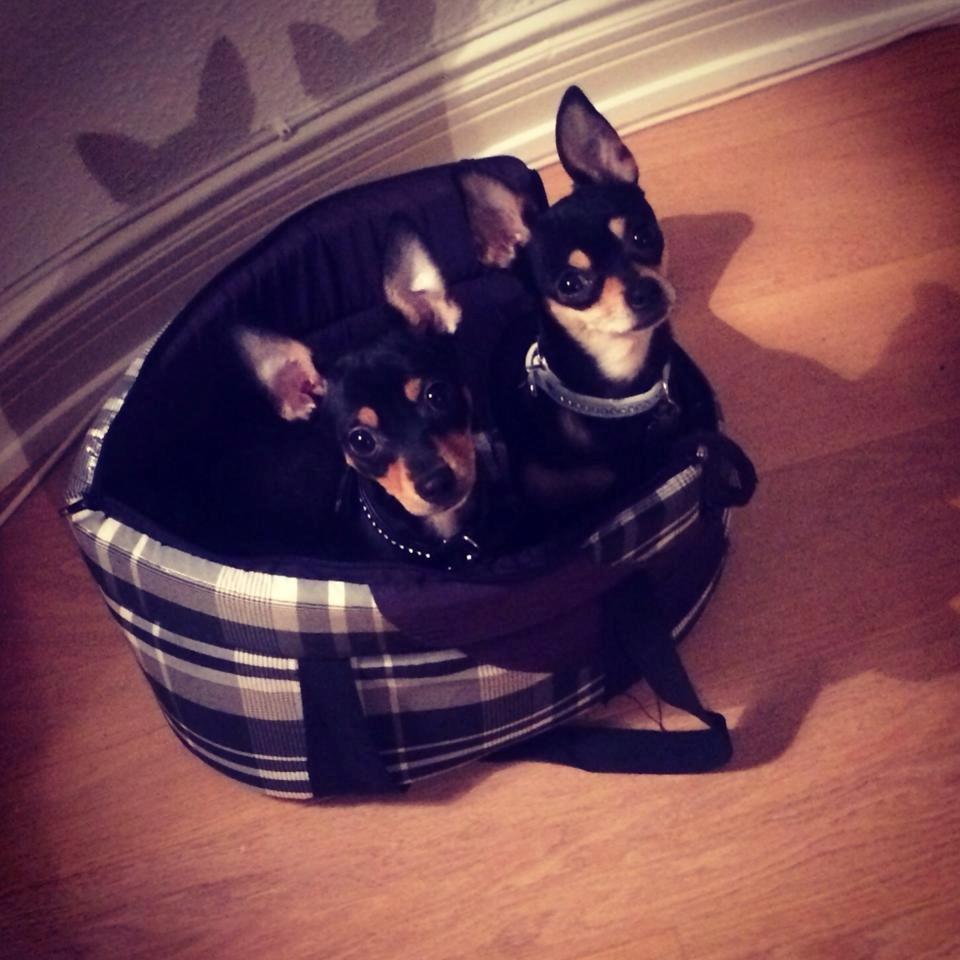 Blanding af racer Balou. billede 14