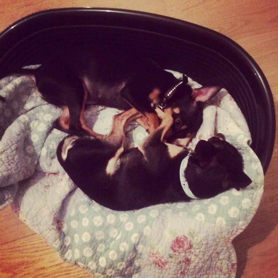 Blanding af racer Balou. billede 15