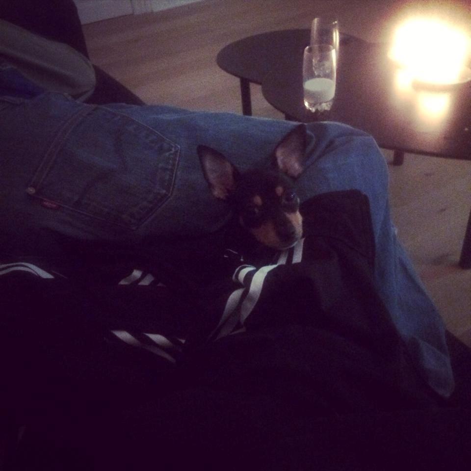 Blanding af racer Balou. billede 20