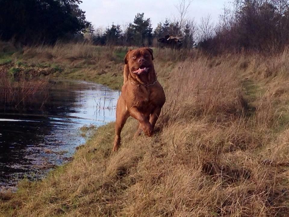 Dogue de bordeaux Siem Blair the Queen Bee - Blair ved søen billede 2