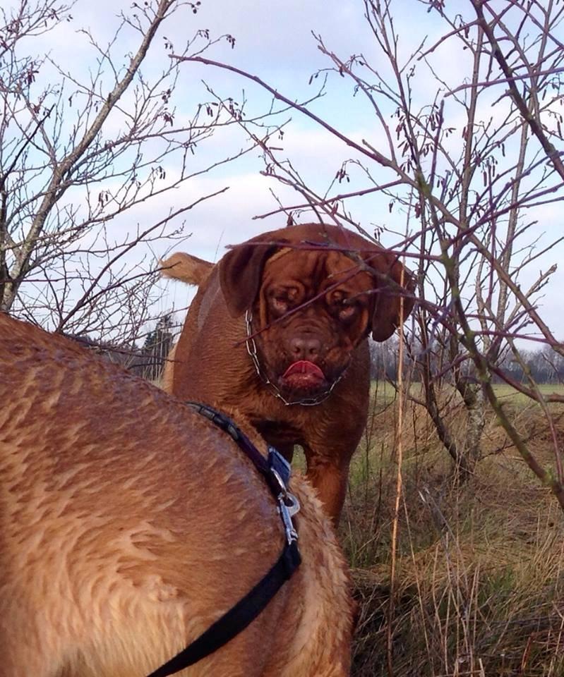 Dogue de bordeaux Siem Blair the Queen Bee - Blair ved søen, sammen med Athea billede 1