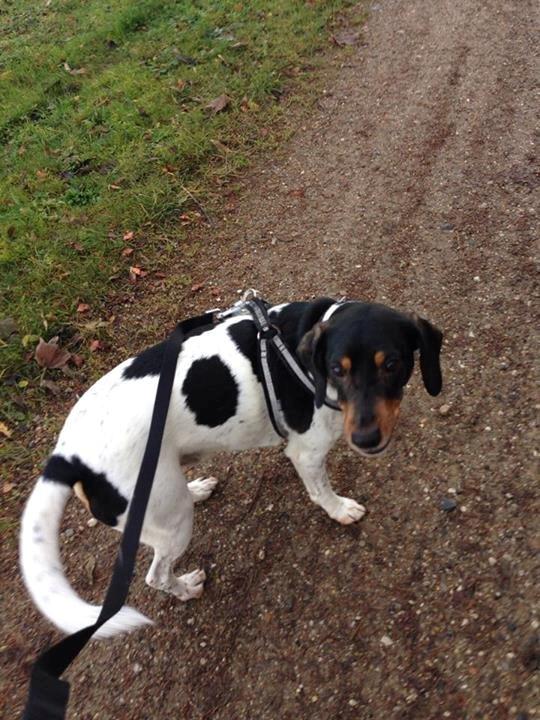 Dansk svensk gaardhund Buller (min hund<3) - Velkommen<3 billede 1