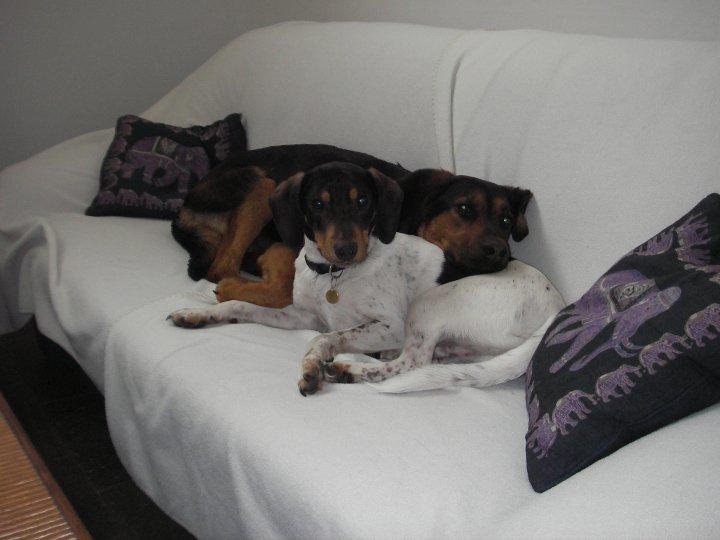 Dansk svensk gaardhund Buller (min hund<3) - Gammelt billede<3 billede 2