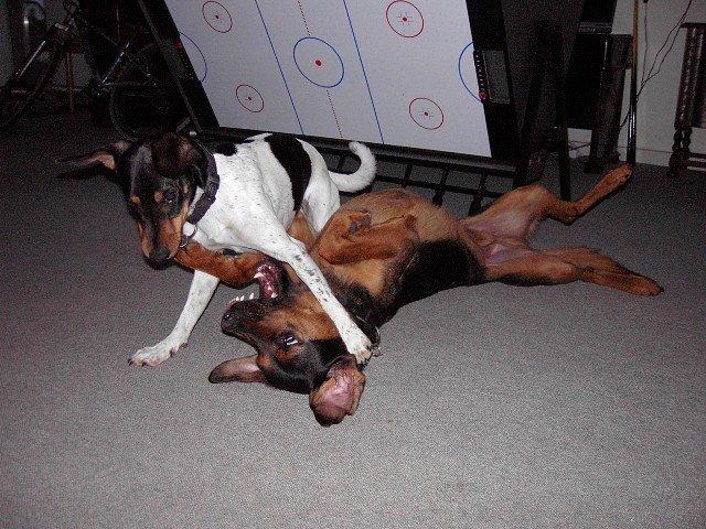 Dansk svensk gaardhund Buller (min hund<3) billede 5