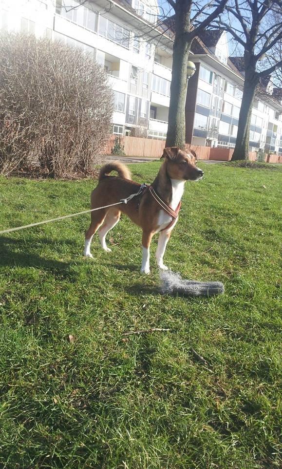 Blanding af racer coco - coco :-) billede 17