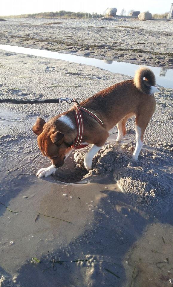 Blanding af racer coco - hun elsker at grave huller og hun elsker sand, så en strand tur er det bedste der findes :-) billede 18