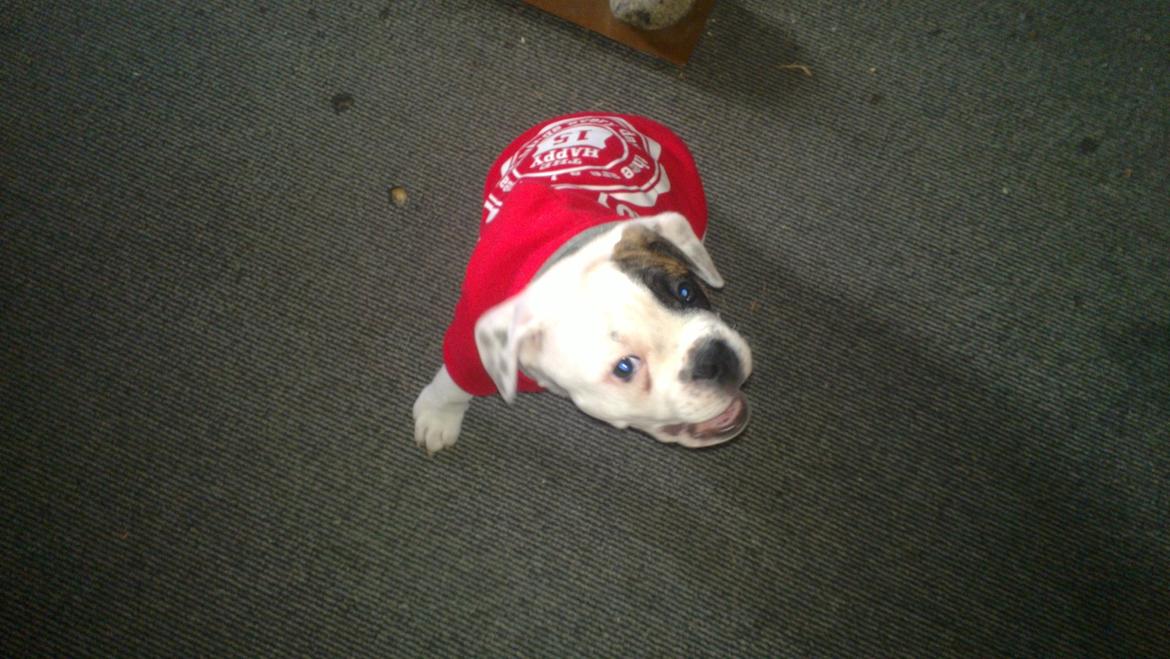 Olde english bulldogge Bulder - 10 uger billede 5