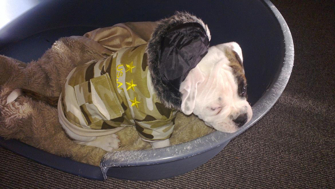 Olde english bulldogge Bulder - 10 uger billede 4