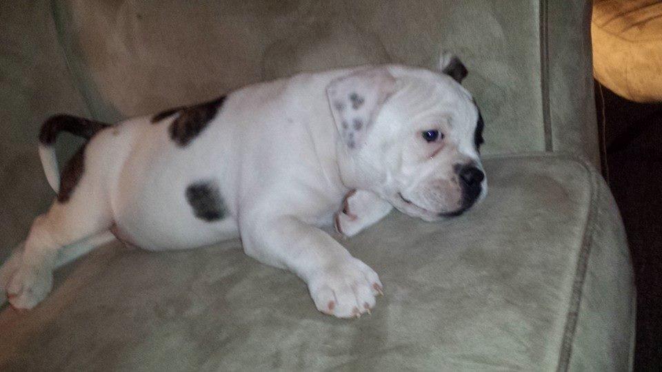 Olde english bulldogge Bulder - 9 uger billede 2