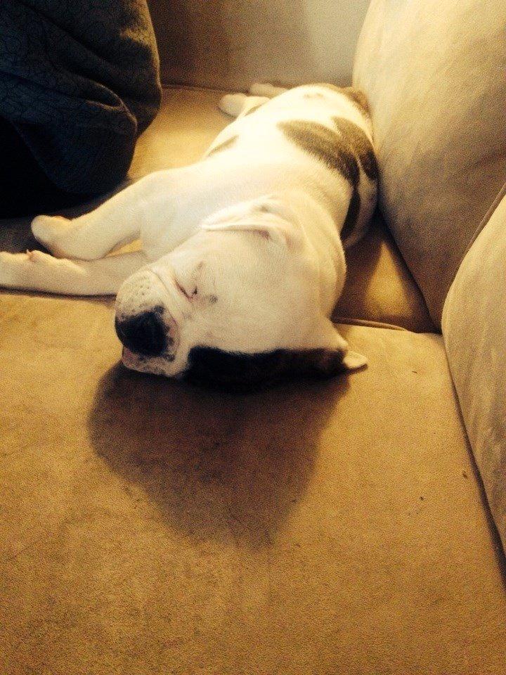 Olde english bulldogge Bulder billede 6