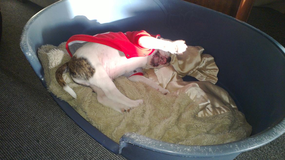 Olde english bulldogge Bulder - 10 uger billede 7