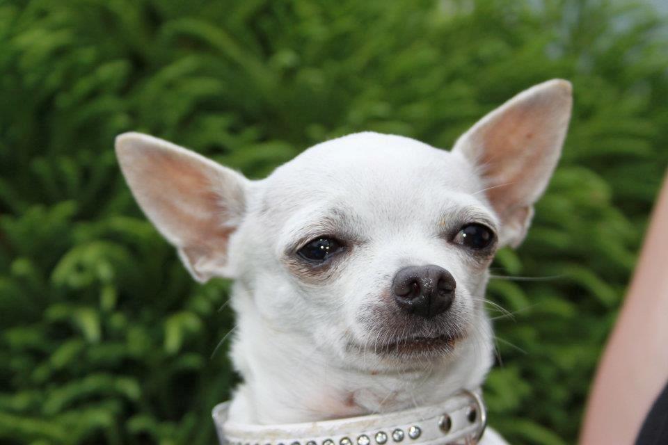Chihuahua Beautyful Princess Donna billede 2