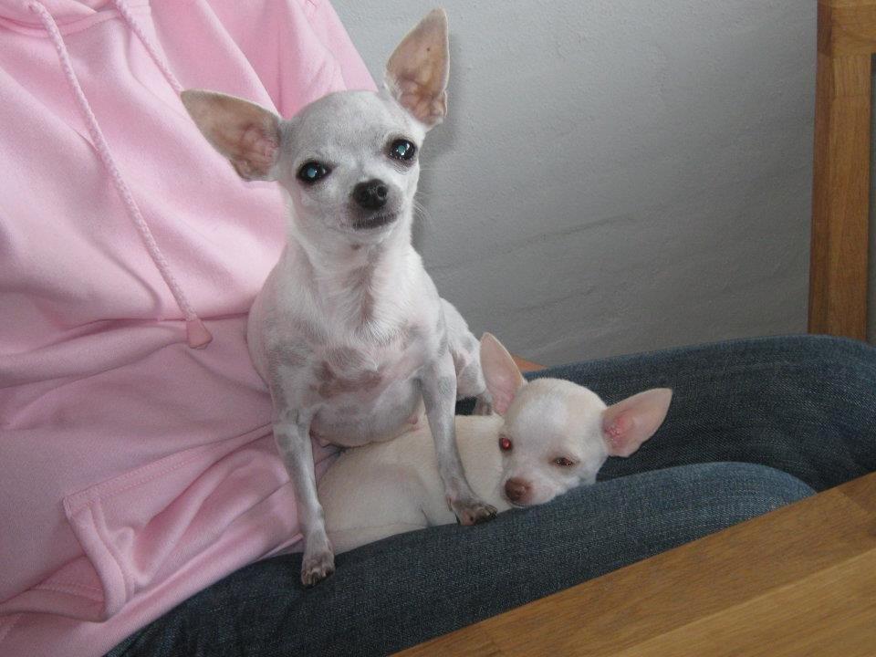 Chihuahua Beautyful Princess Donna billede 4