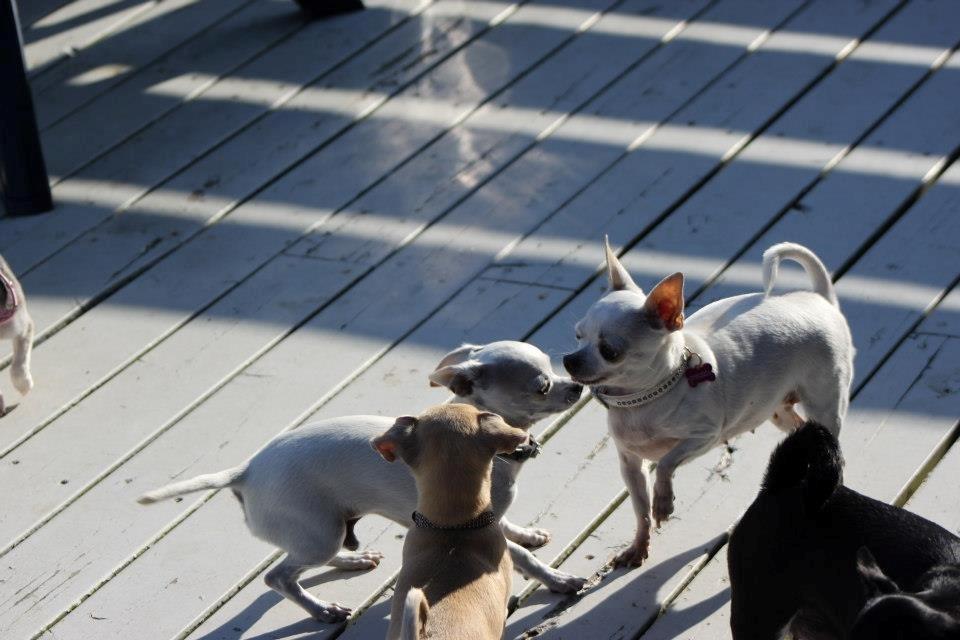 Chihuahua Beautyful Princess Donna billede 5