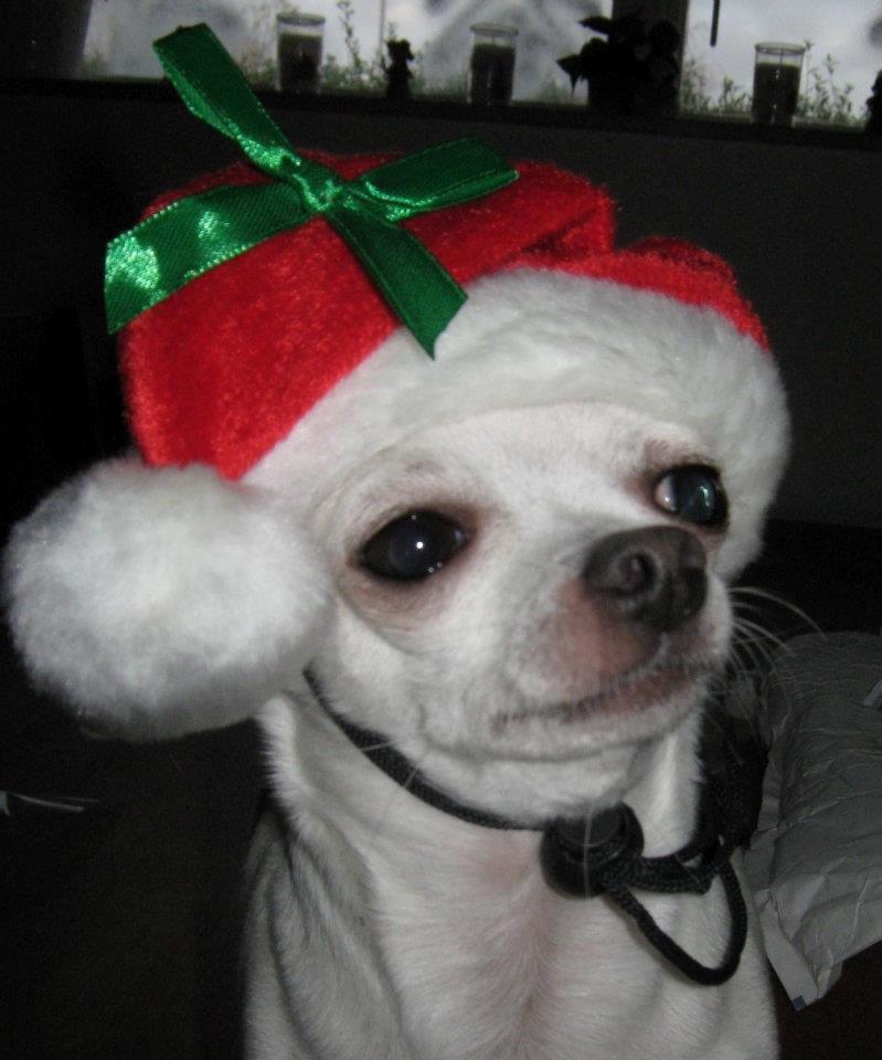 Chihuahua Beautyful Princess Donna billede 6