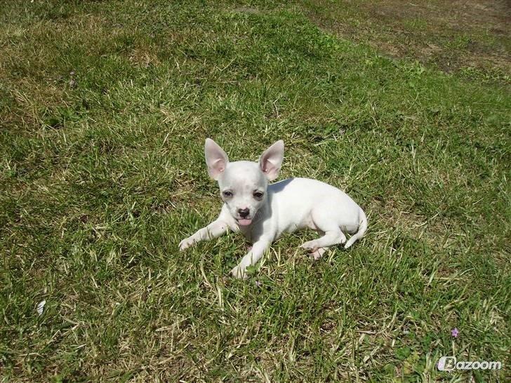 Chihuahua Beautyful Princess Donna billede 7