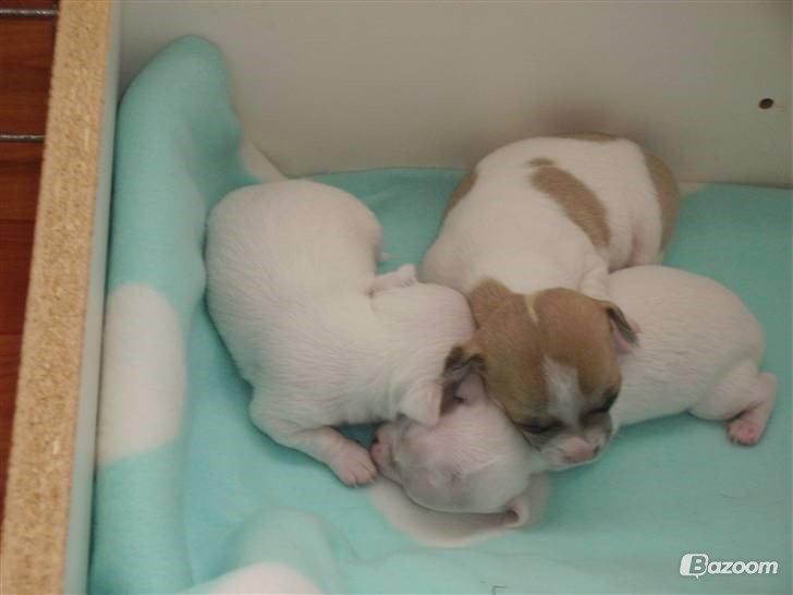 Chihuahua Beautyful Princess Donna billede 8